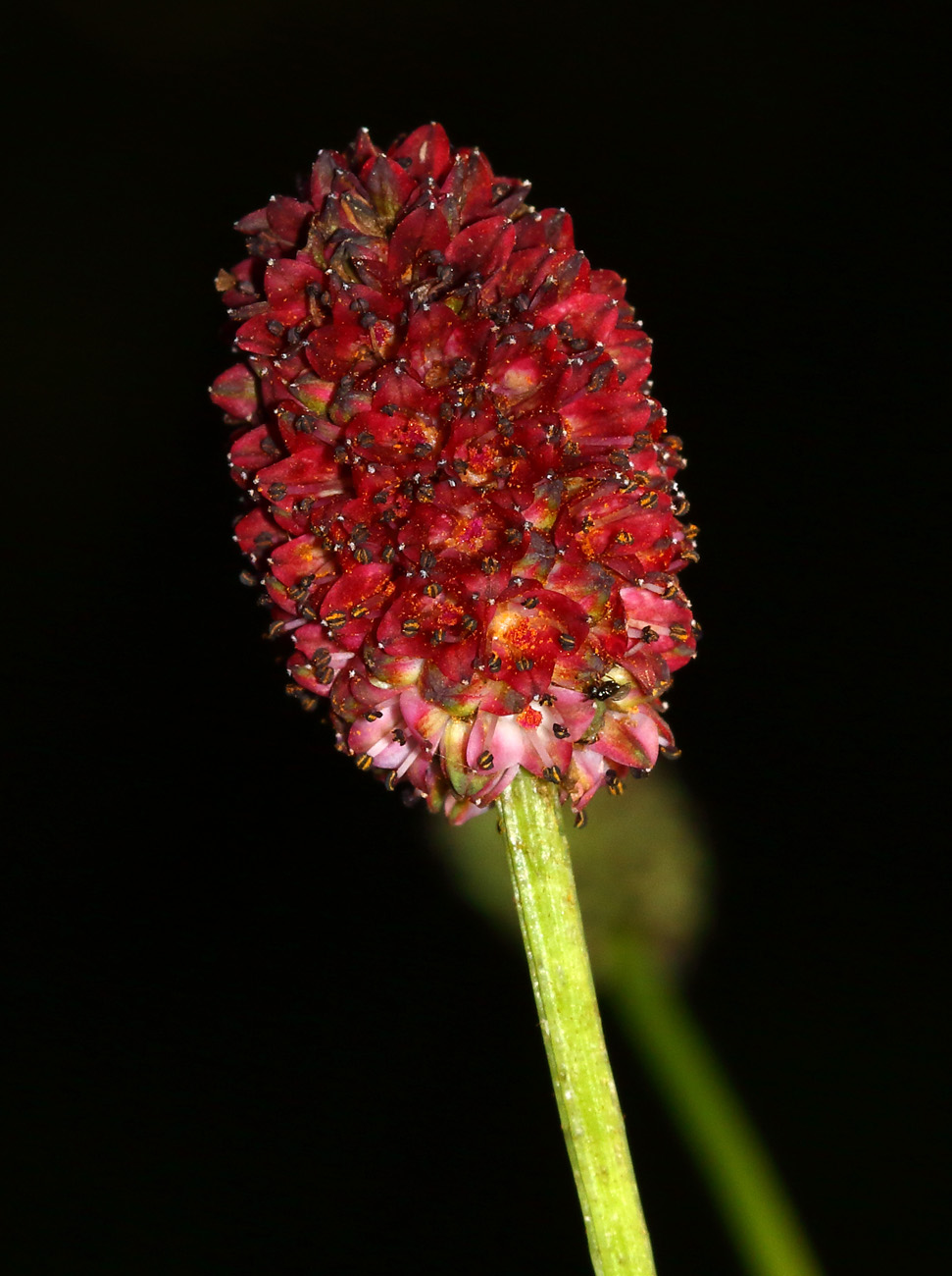 Image of Sanguisorba officinalis specimen.