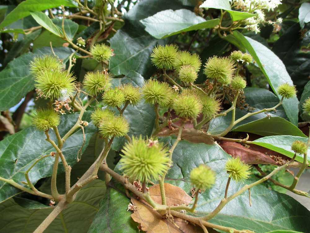 Image of Commersonia bartramia specimen.