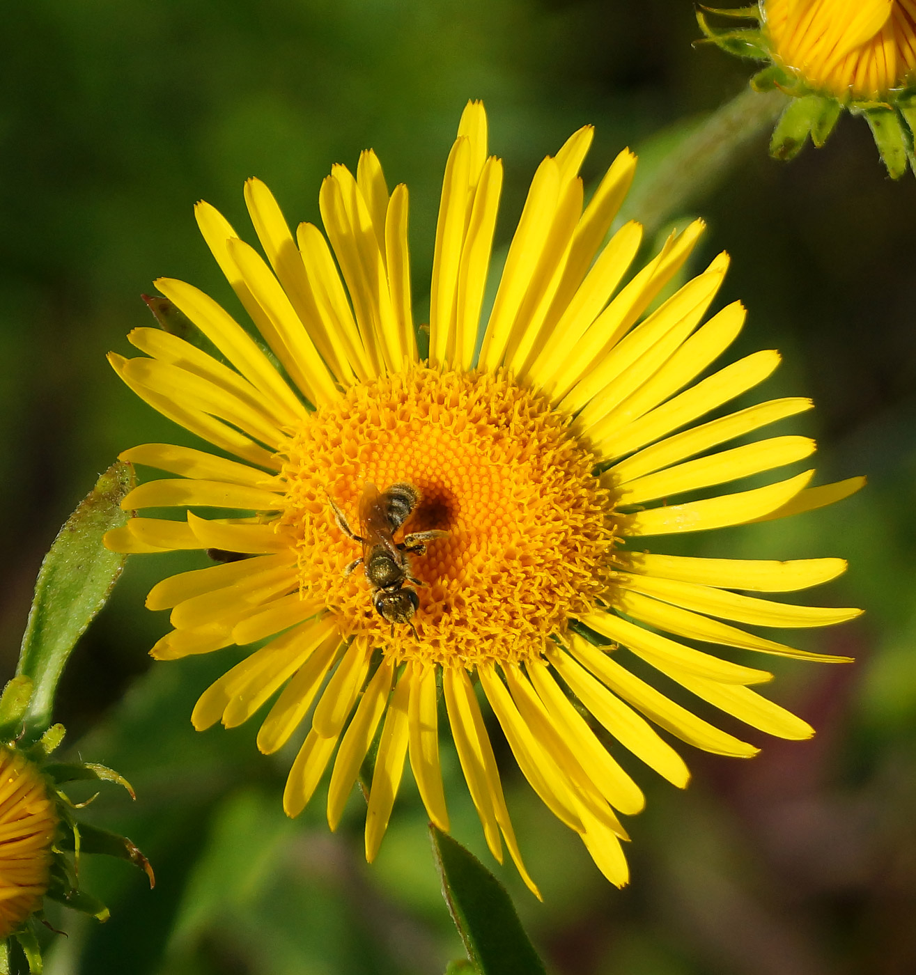 Изображение особи Inula britannica.