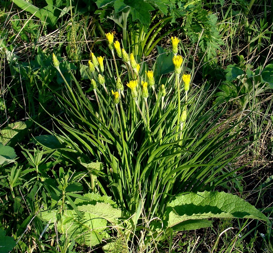 Image of Scorzonera radiata specimen.