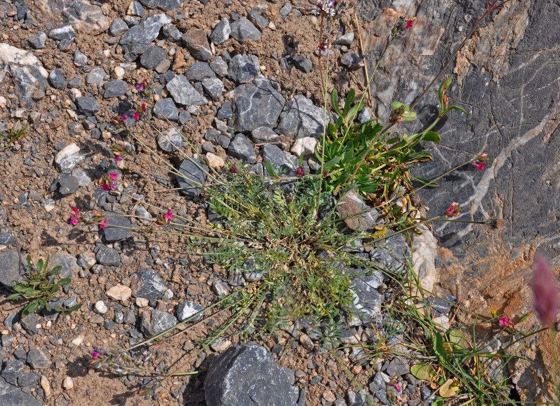 Изображение особи Oxytropis lehmannii.