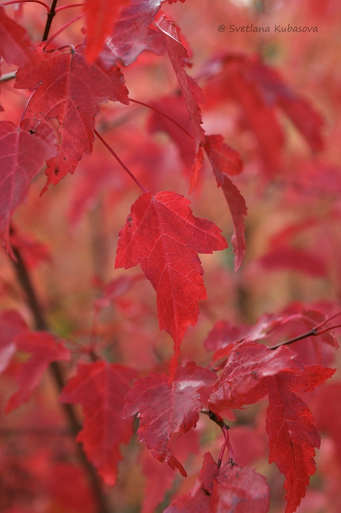 Image of Acer ginnala specimen.