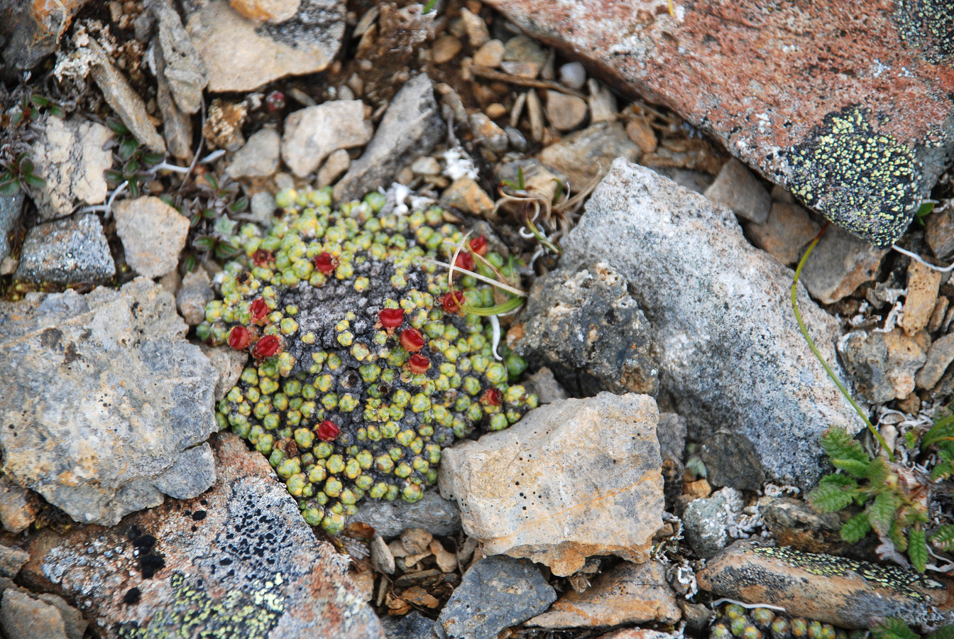 Изображение особи Saxifraga eschscholtzii.