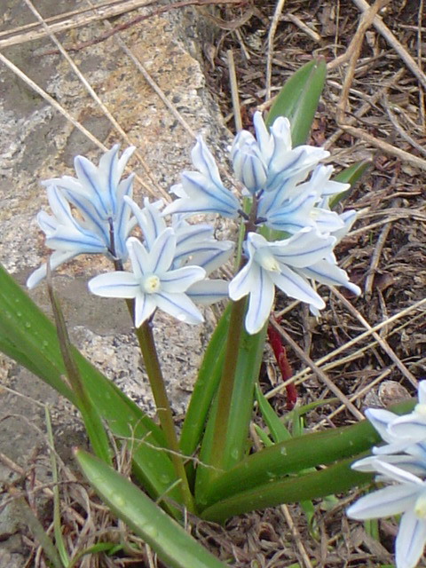 Image of Puschkinia scilloides specimen.