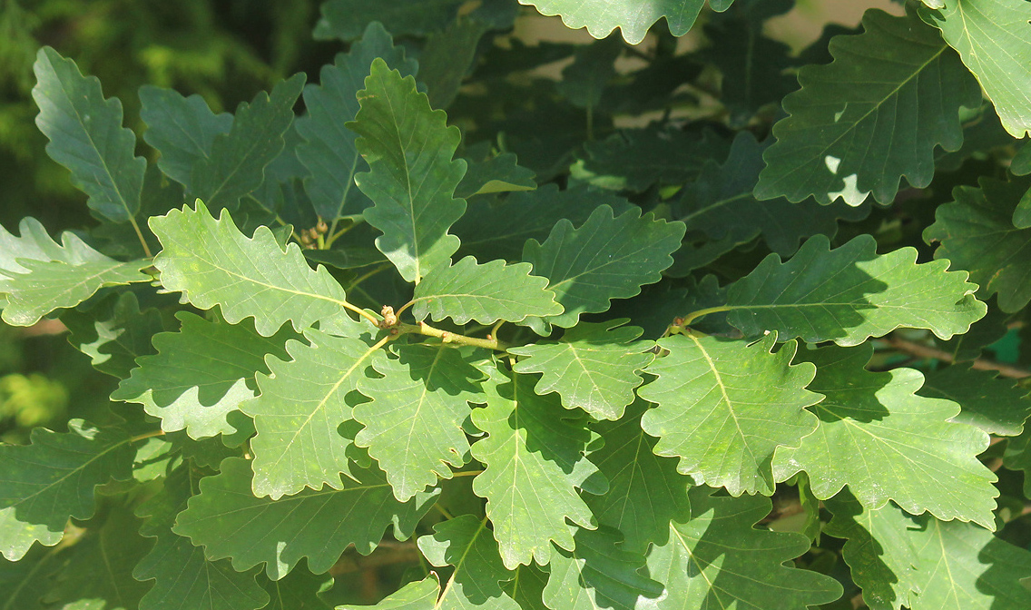 Image of Quercus iberica specimen.