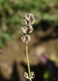 Lavandula angustifolia