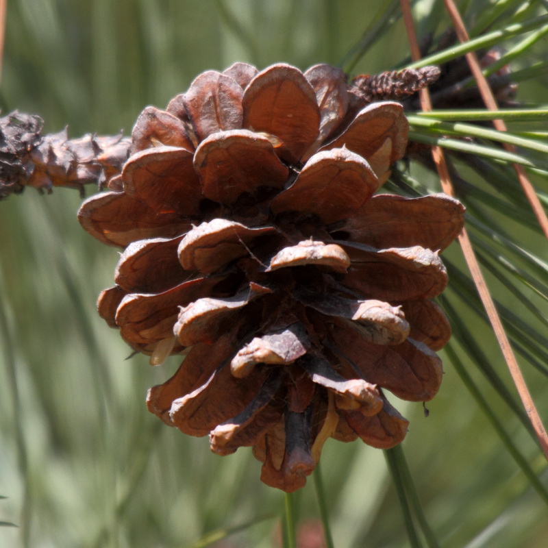 Image of genus Pinus specimen.