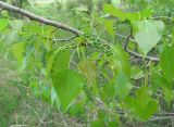 Populus nigra. Часть ветви с незрелыми соплодиями и соцветиями. Краснодарский край, Абинский р-н, юж. окр. ст. Холмская, у водоёма. 21.04.2018.