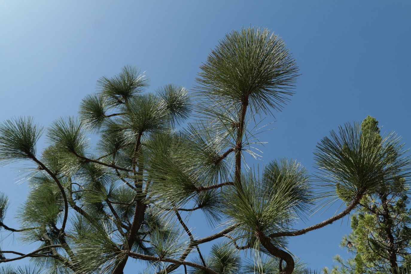 Image of Pinus coulteri specimen.