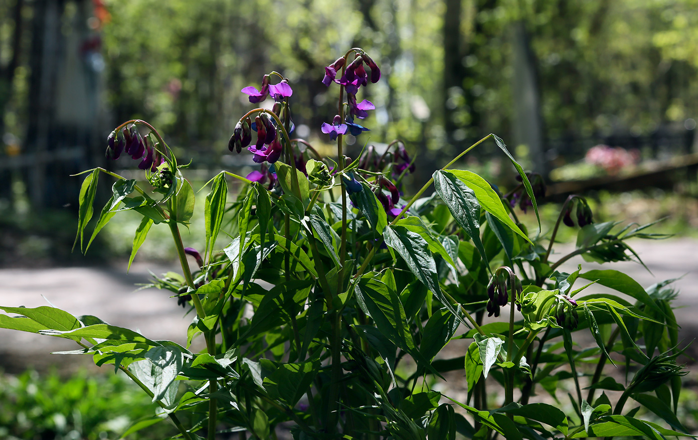 Изображение особи Lathyrus vernus.