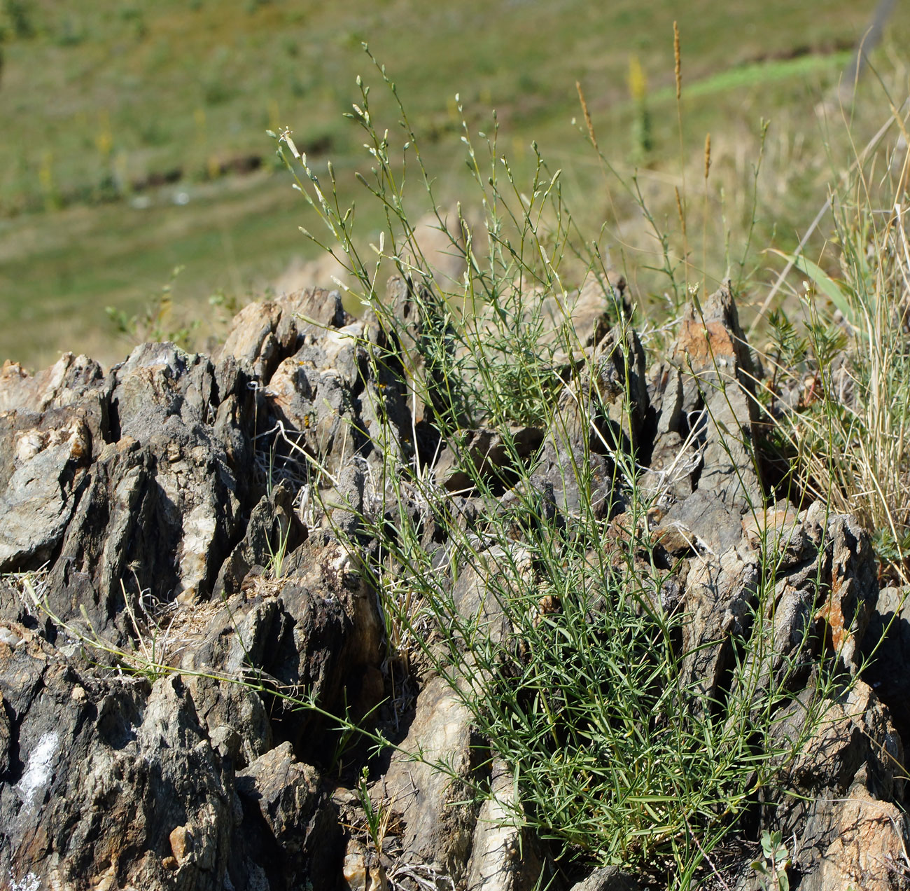 Image of Silene alexandrae specimen.