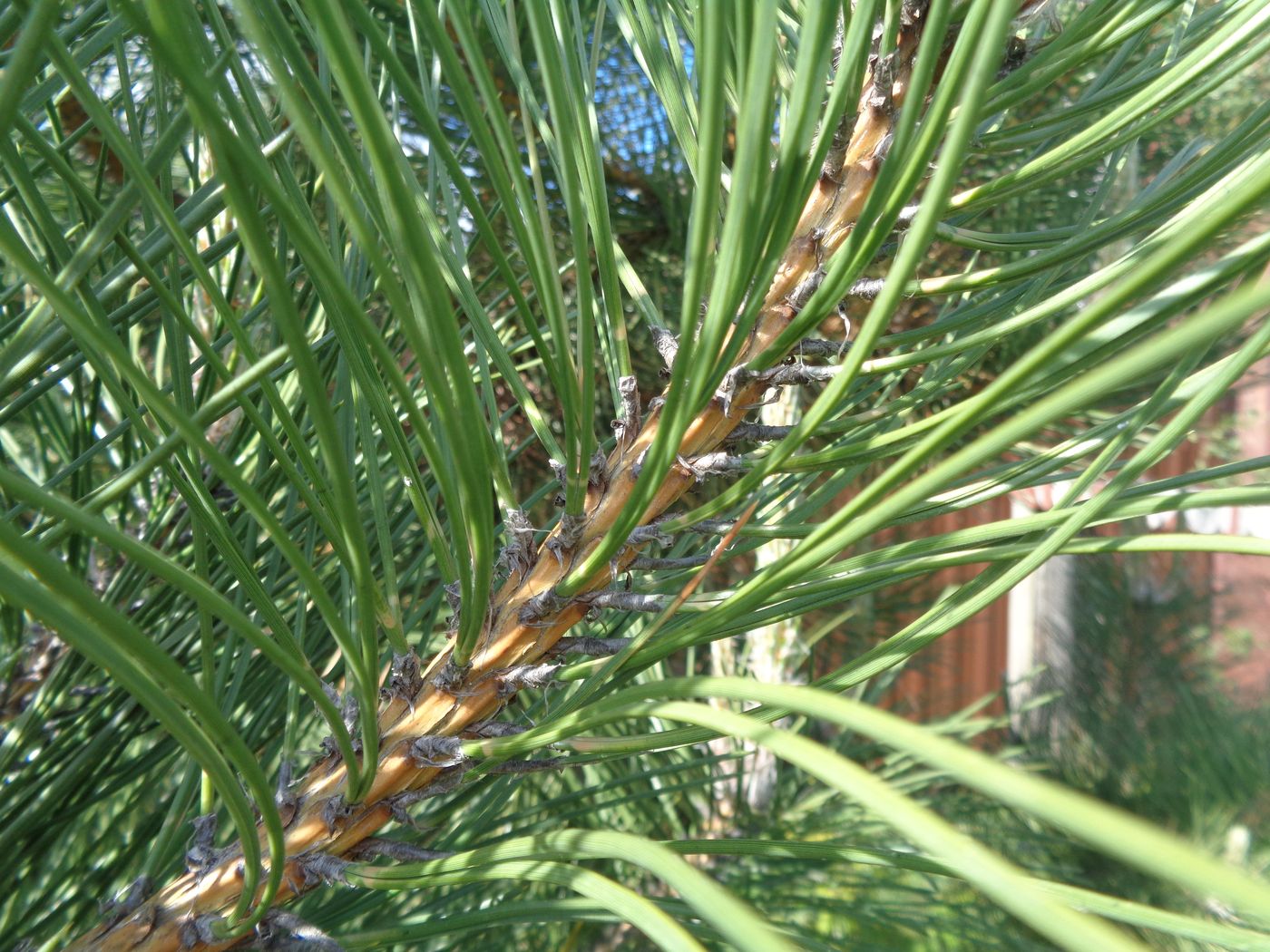 Image of genus Pinus specimen.