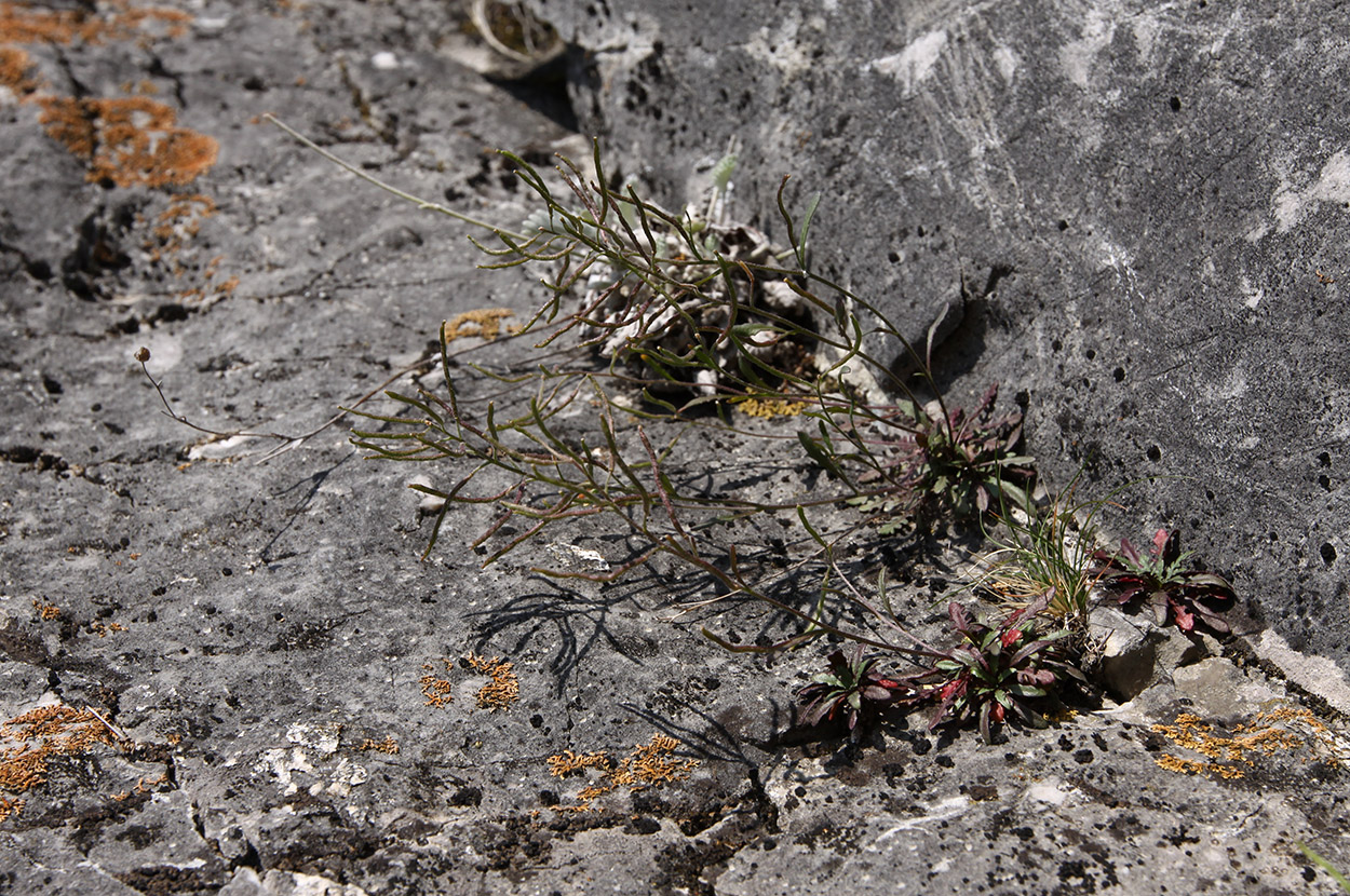 Image of Braya humilis specimen.