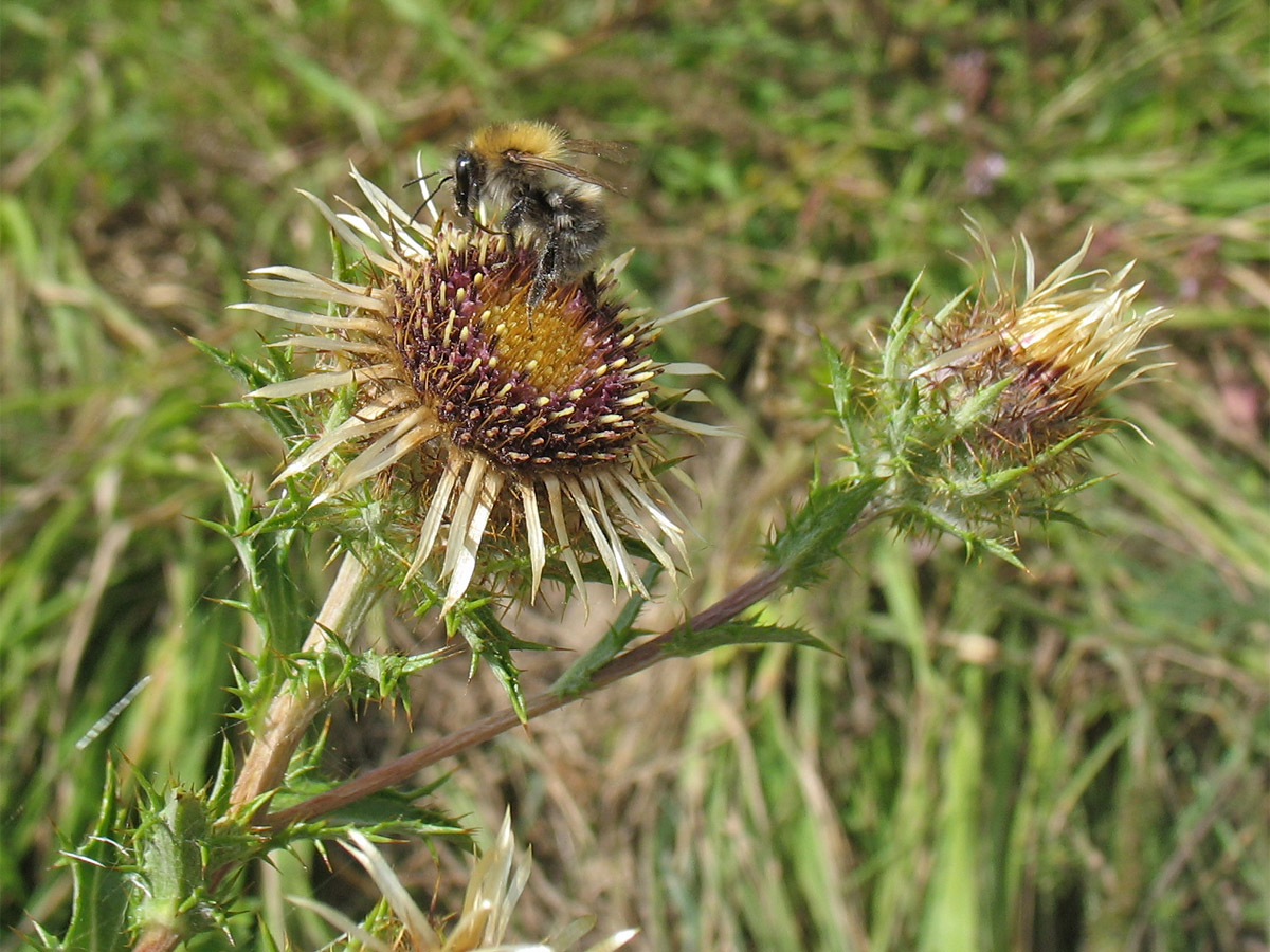 Image of Carlina vulgaris specimen.