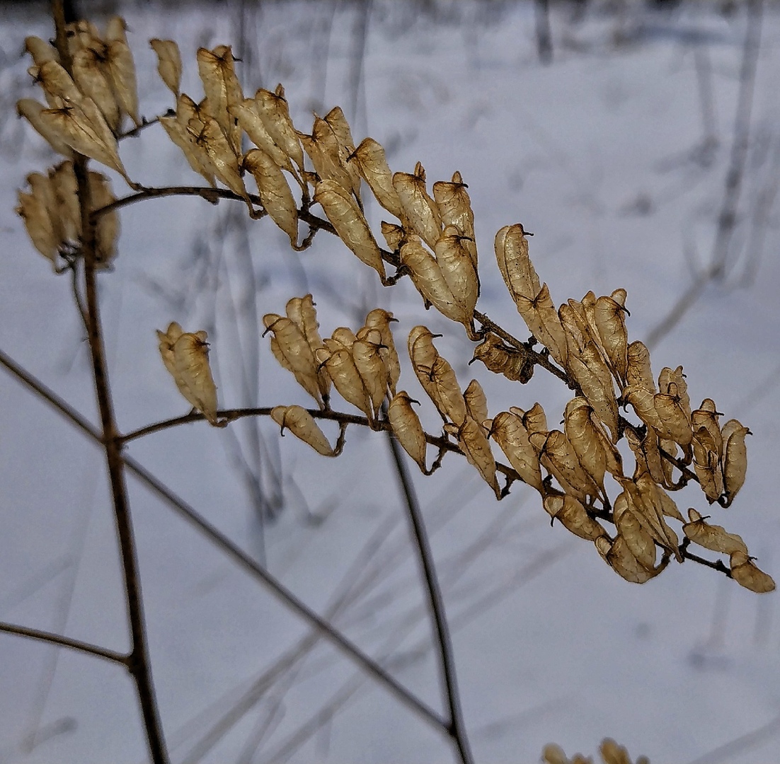 Изображение особи Cimicifuga foetida.