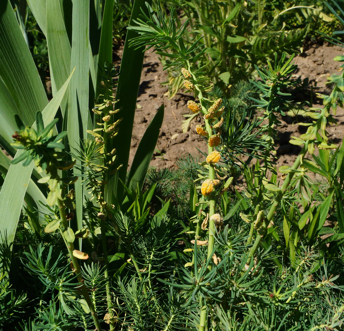 Изображение особи Euphorbia cyparissias.