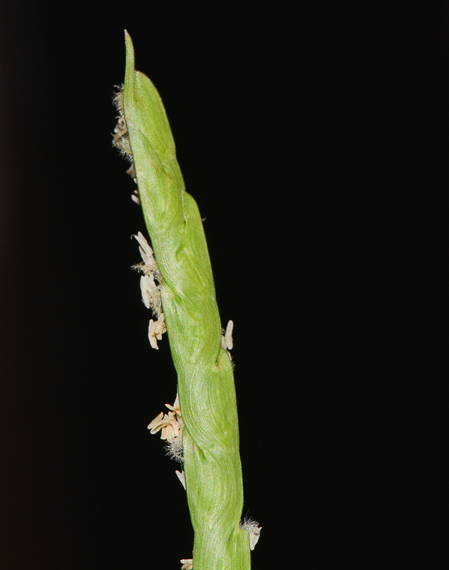 Image of Stenotaphrum dimidiatum specimen.