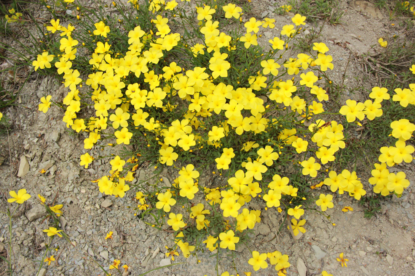 Image of Linum tauricum specimen.