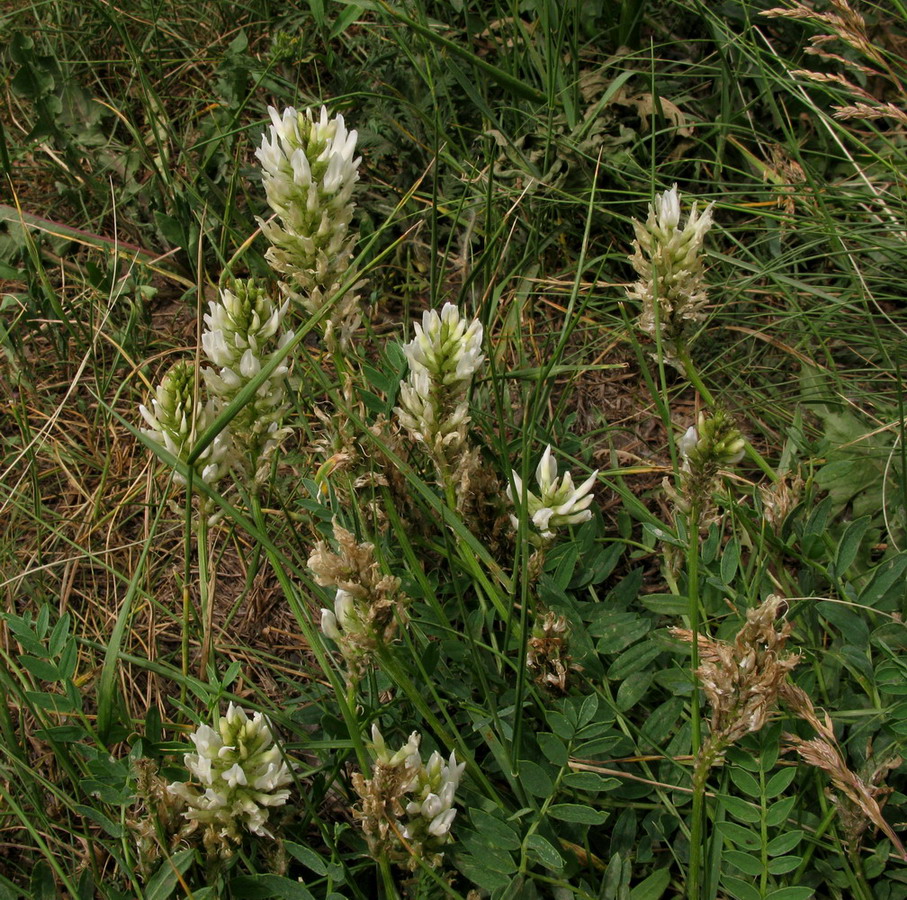 Image of Astragalus inopinatus specimen.