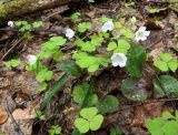 Oxalis acetosella