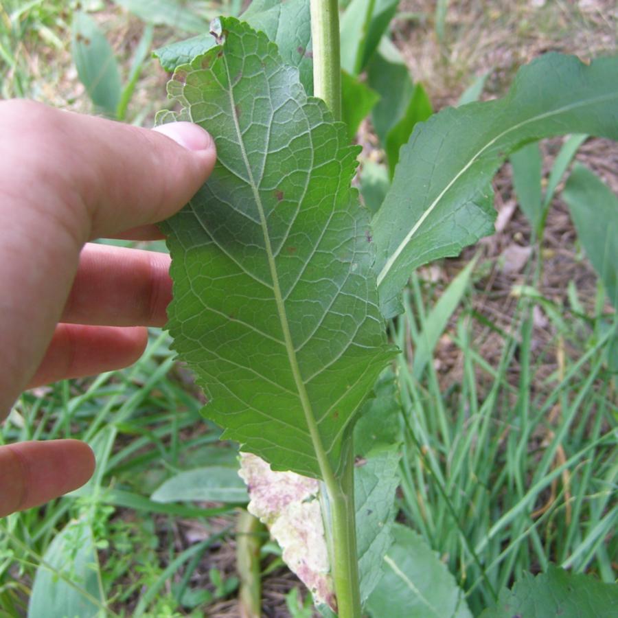 Image of Verbascum lychnitis specimen.