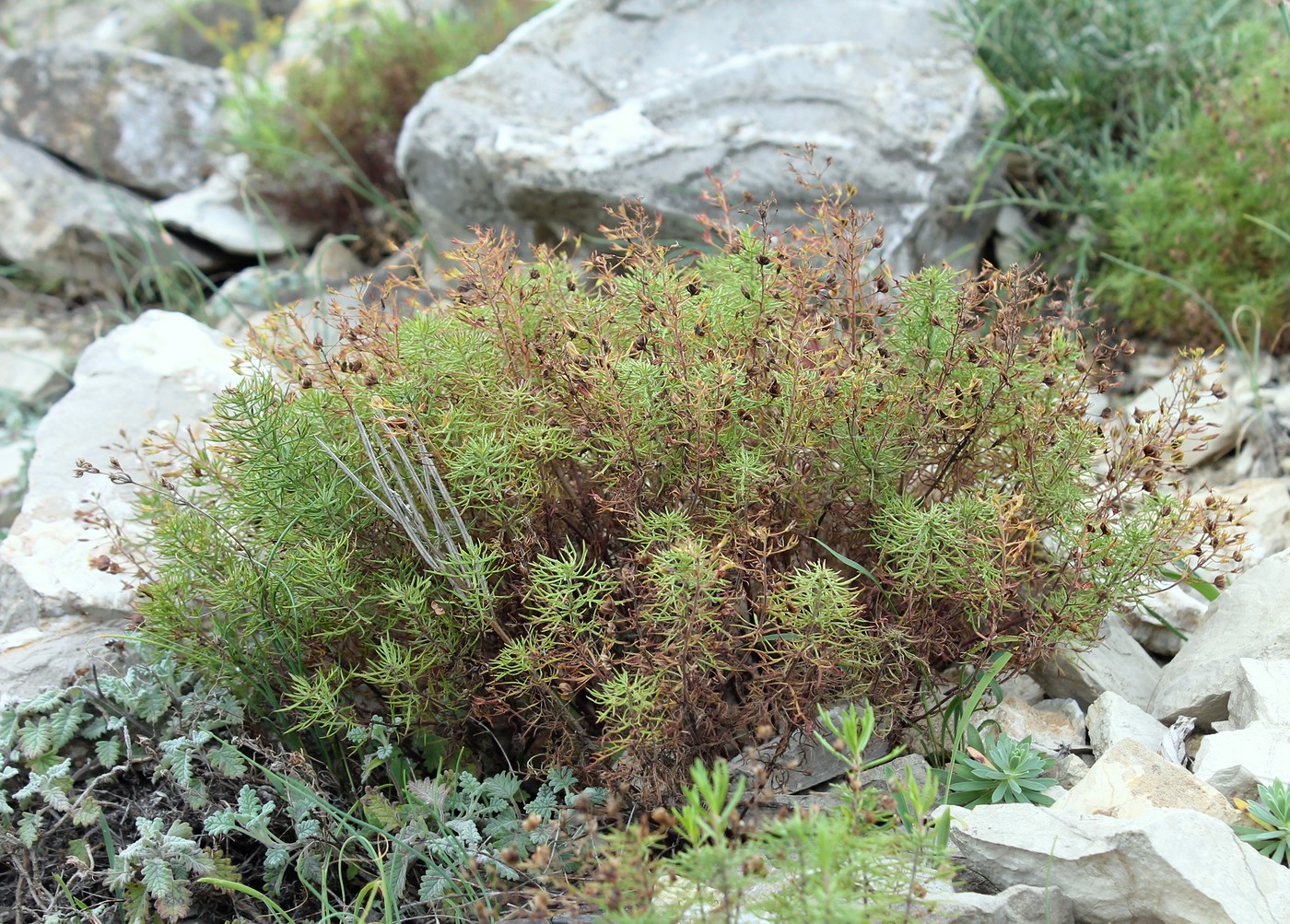 Image of Veronica filifolia specimen.