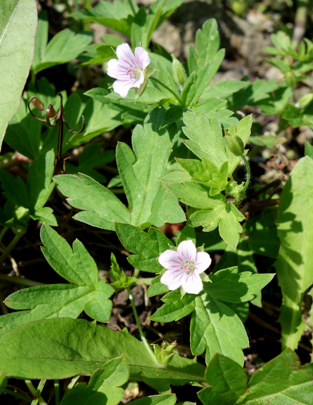 Image of Geranium sibiricum specimen.