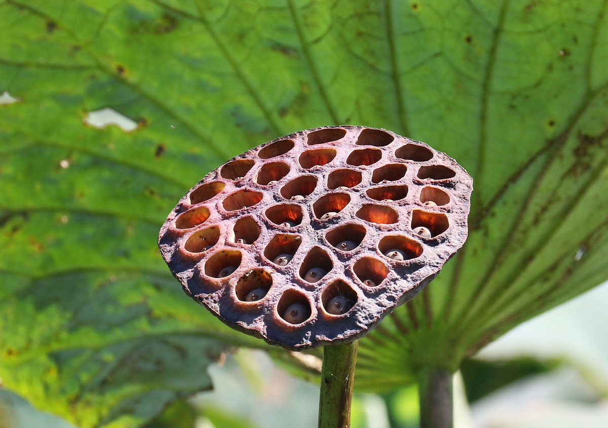 Image of Nelumbo caspica specimen.