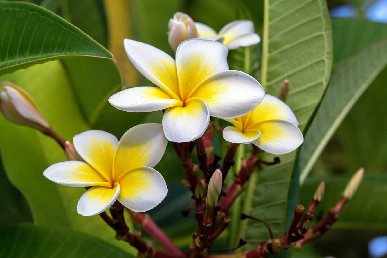 Изображение особи Plumeria rubra var. acutifolia.