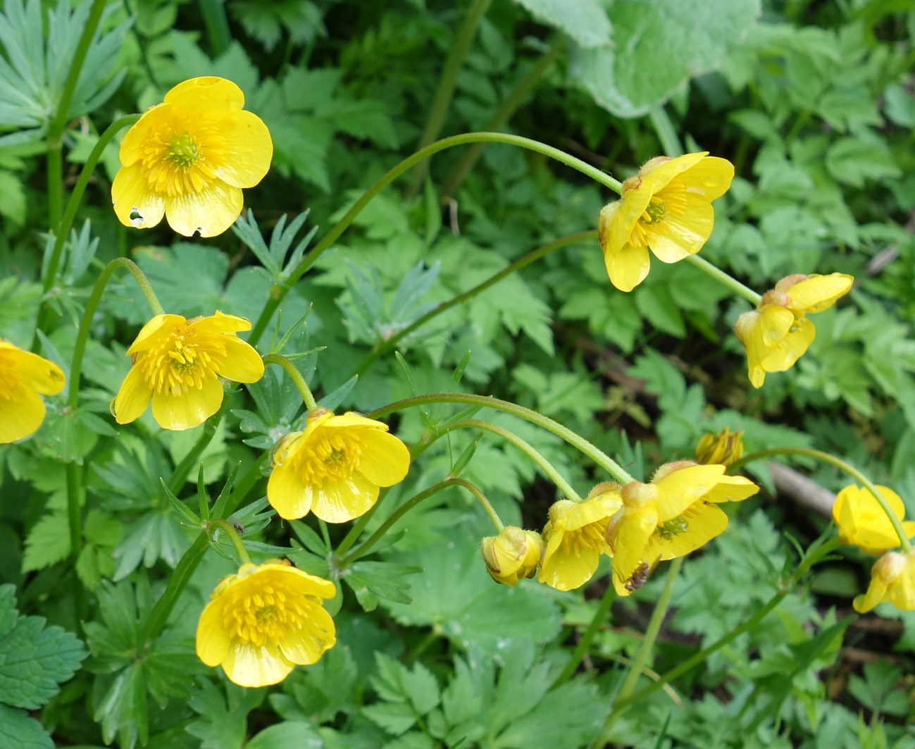 Изображение особи Ranunculus songaricus.