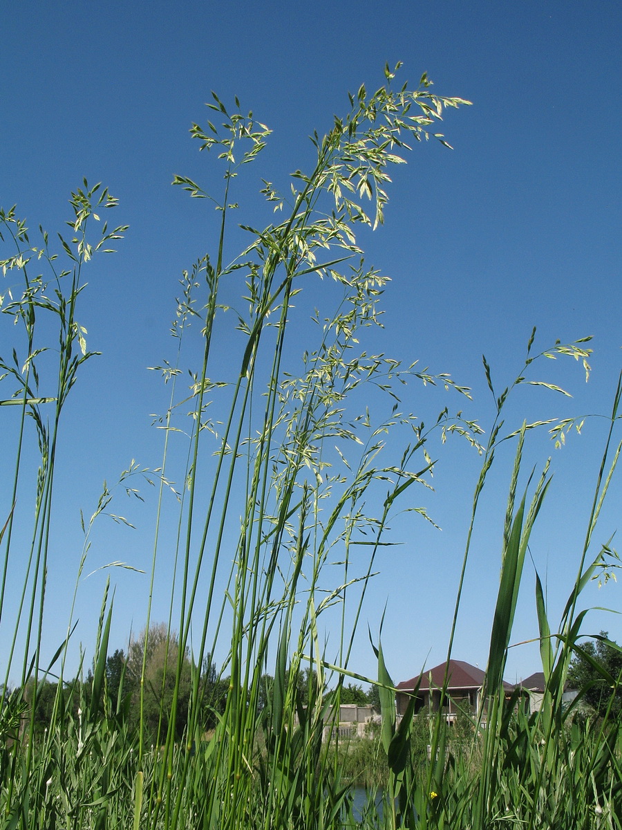 Изображение особи Festuca regeliana.