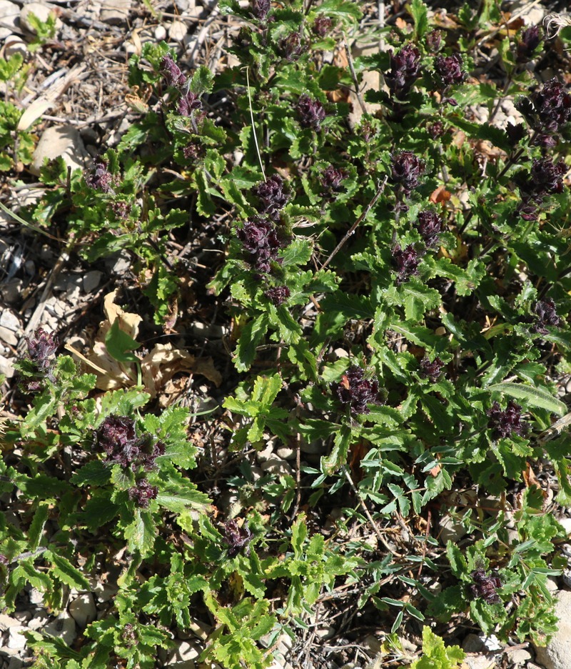 Image of familia Lamiaceae specimen.