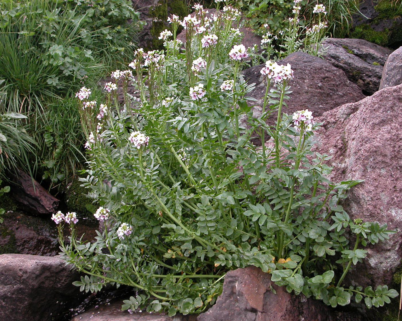 Image of Cardamine uliginosa specimen.