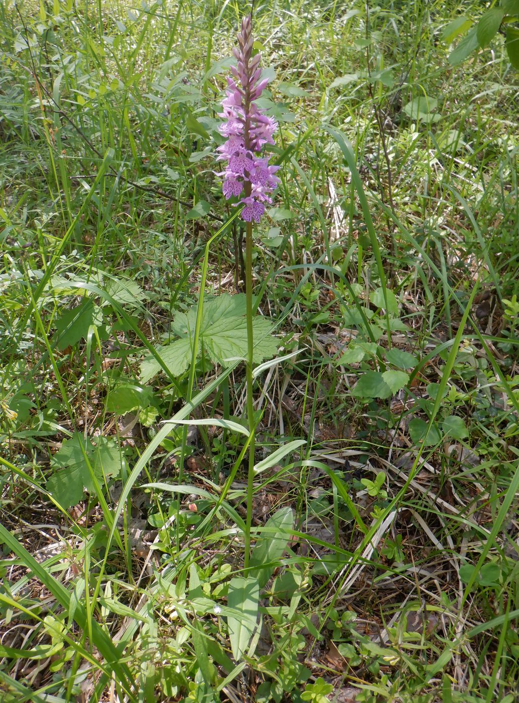 Image of Dactylorhiza fuchsii specimen.