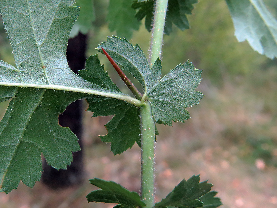 Image of Crataegus rhipidophylla specimen.