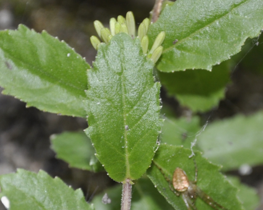 Изображение особи Trachelium rumelianum.