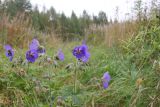 Geranium pratense. Верхушка цветущего растения. Костромская обл., Кологривский р-н, окр. деревни Козлово, луг в окружении лиственного леса. 28 августа 2020 г.