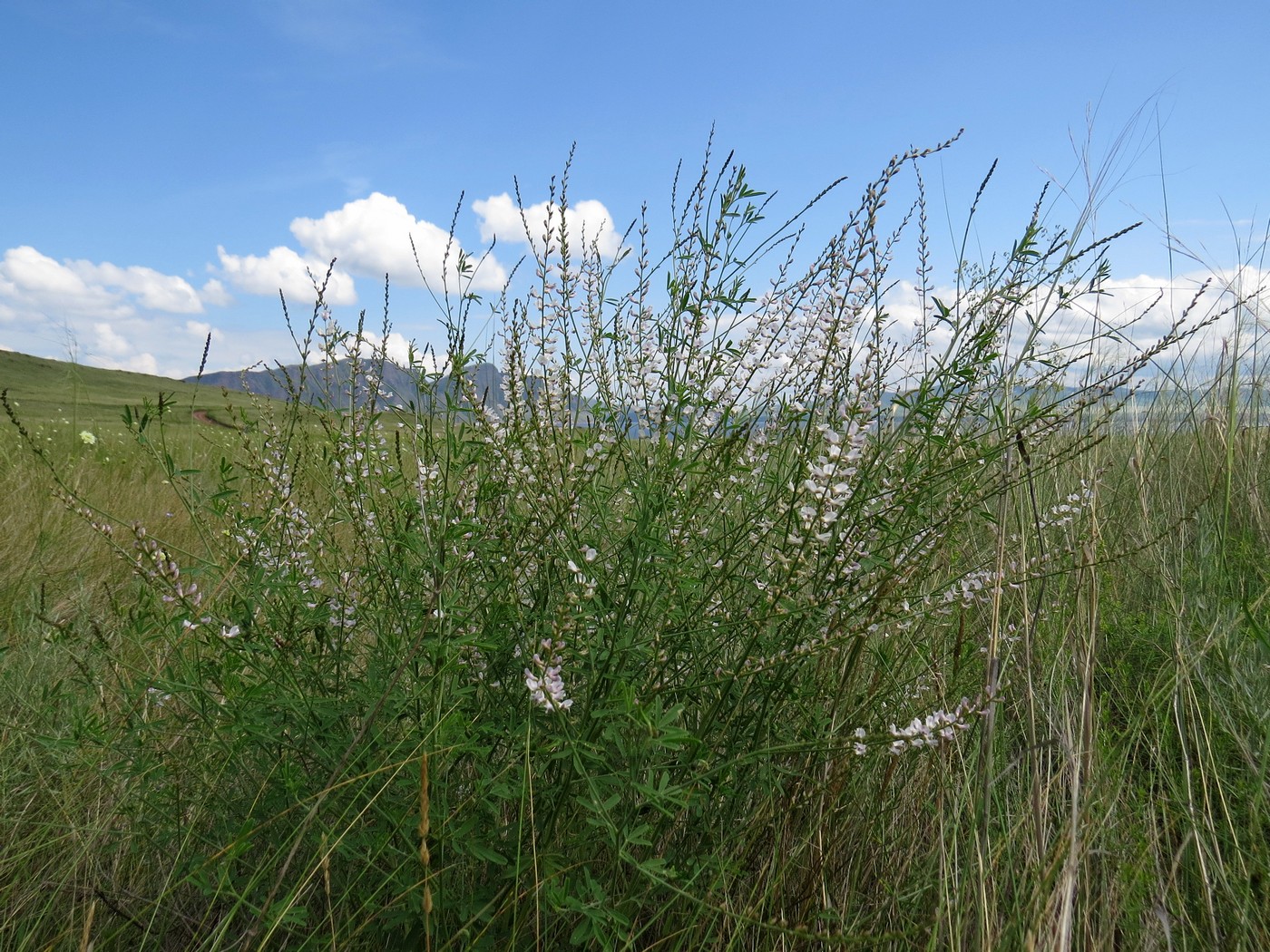 Изображение особи Astragalus melilotoides.