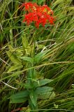 Lychnis wilfordii. Цветущее растение. Приморский край, Ольгинский р-н, 6 км Ю-В с. Милоградово, бух. Красная Скала. 12.08.2009.