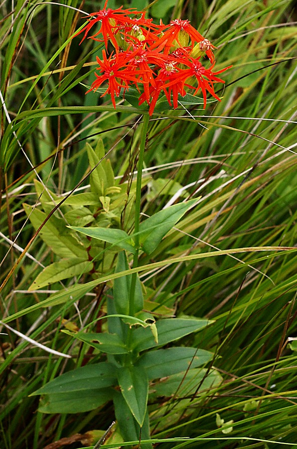 Image of Lychnis wilfordii specimen.