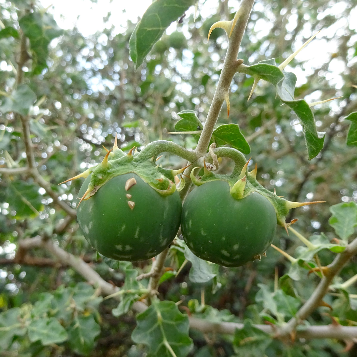 Изображение особи Solanum arundo.