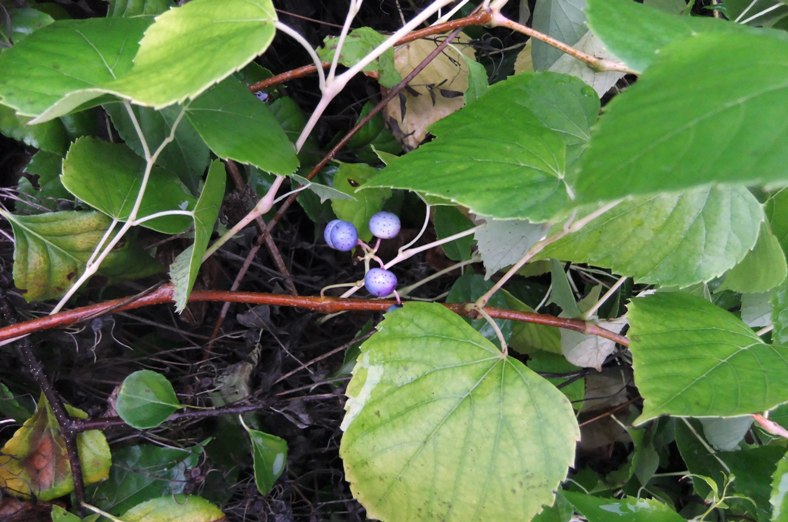 Image of Ampelopsis cordata specimen.