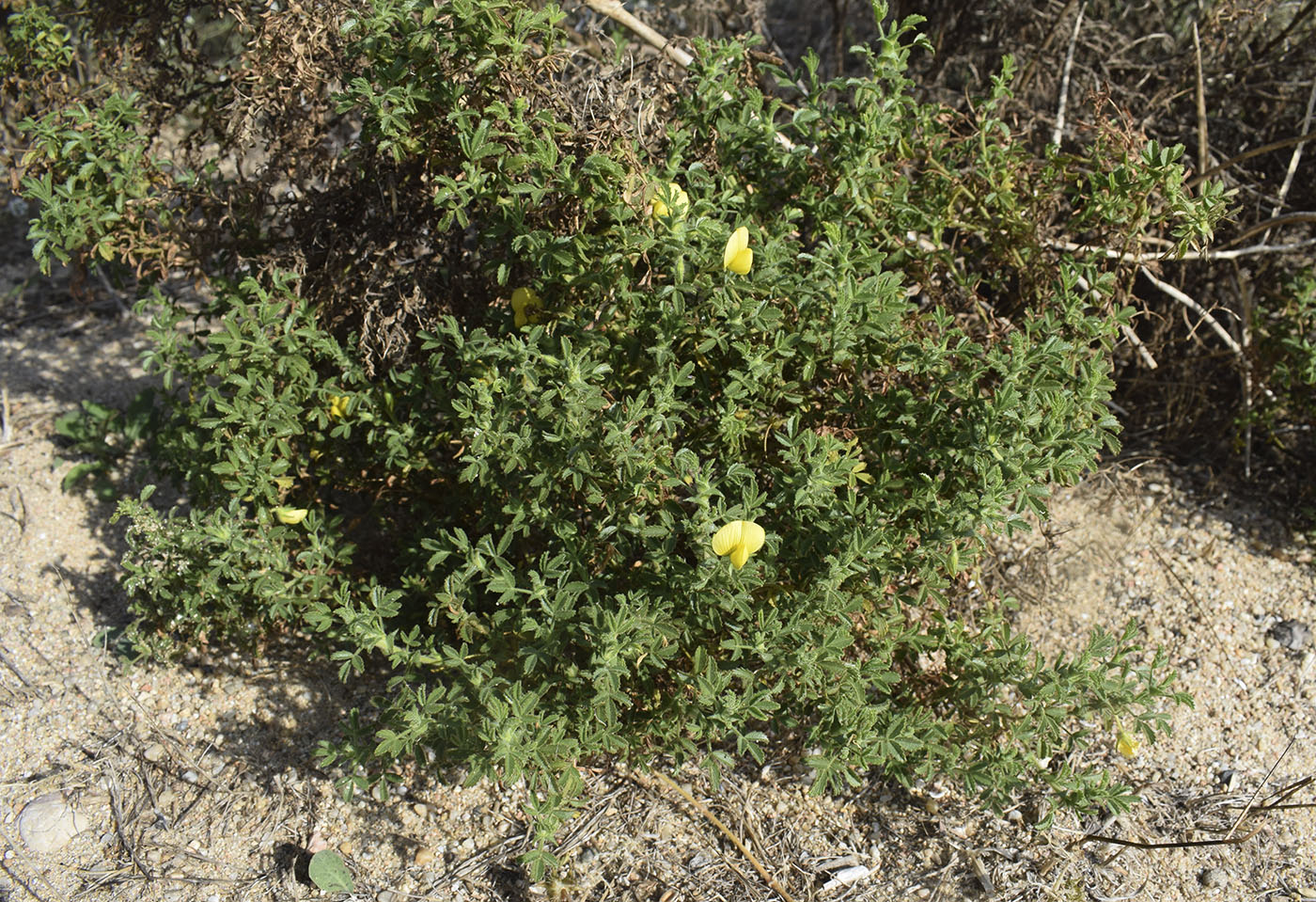 Image of Ononis natrix ssp. ramosissima specimen.