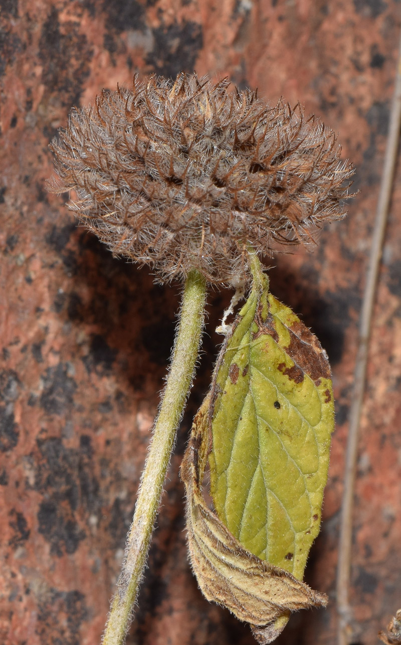 Изображение особи Clinopodium integerrimum.