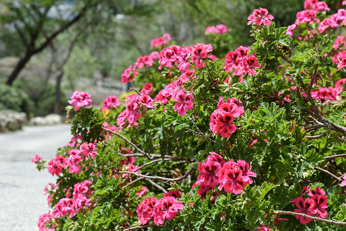 Image of Pelargonium &times; dumosum specimen.