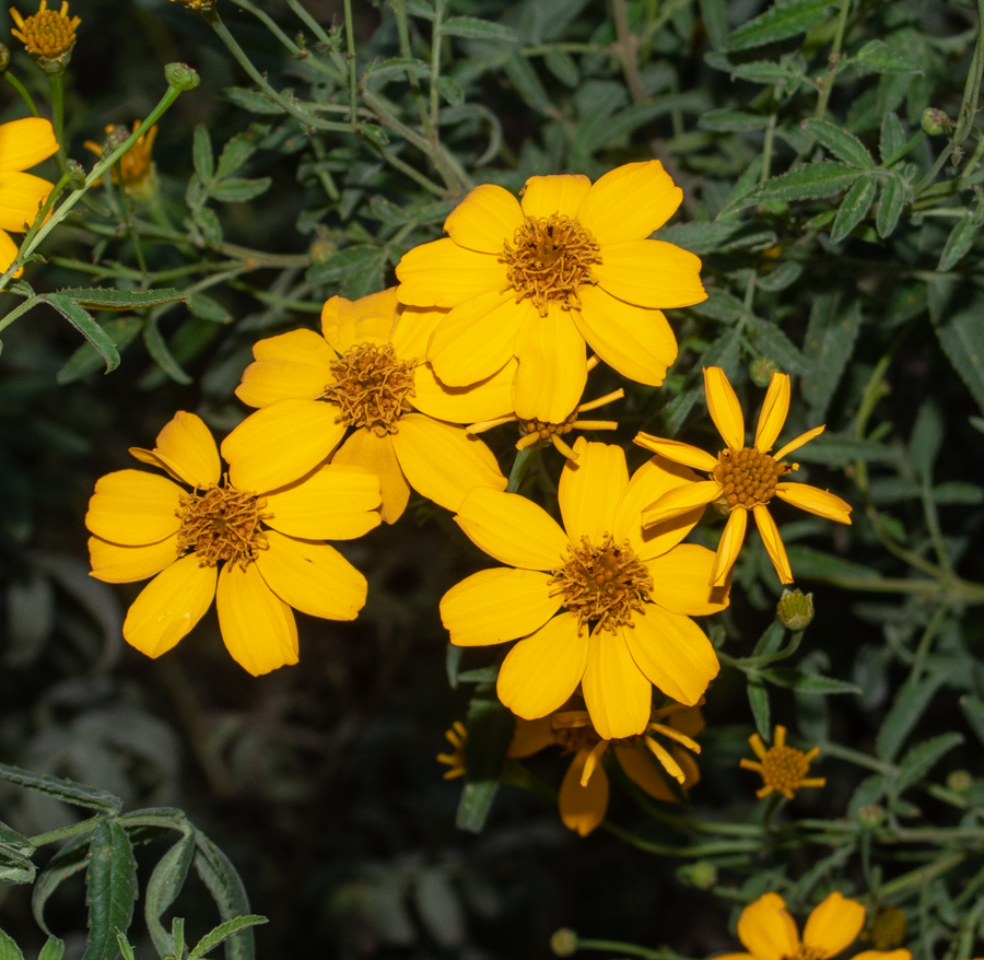 Image of Tagetes lemmonii specimen.