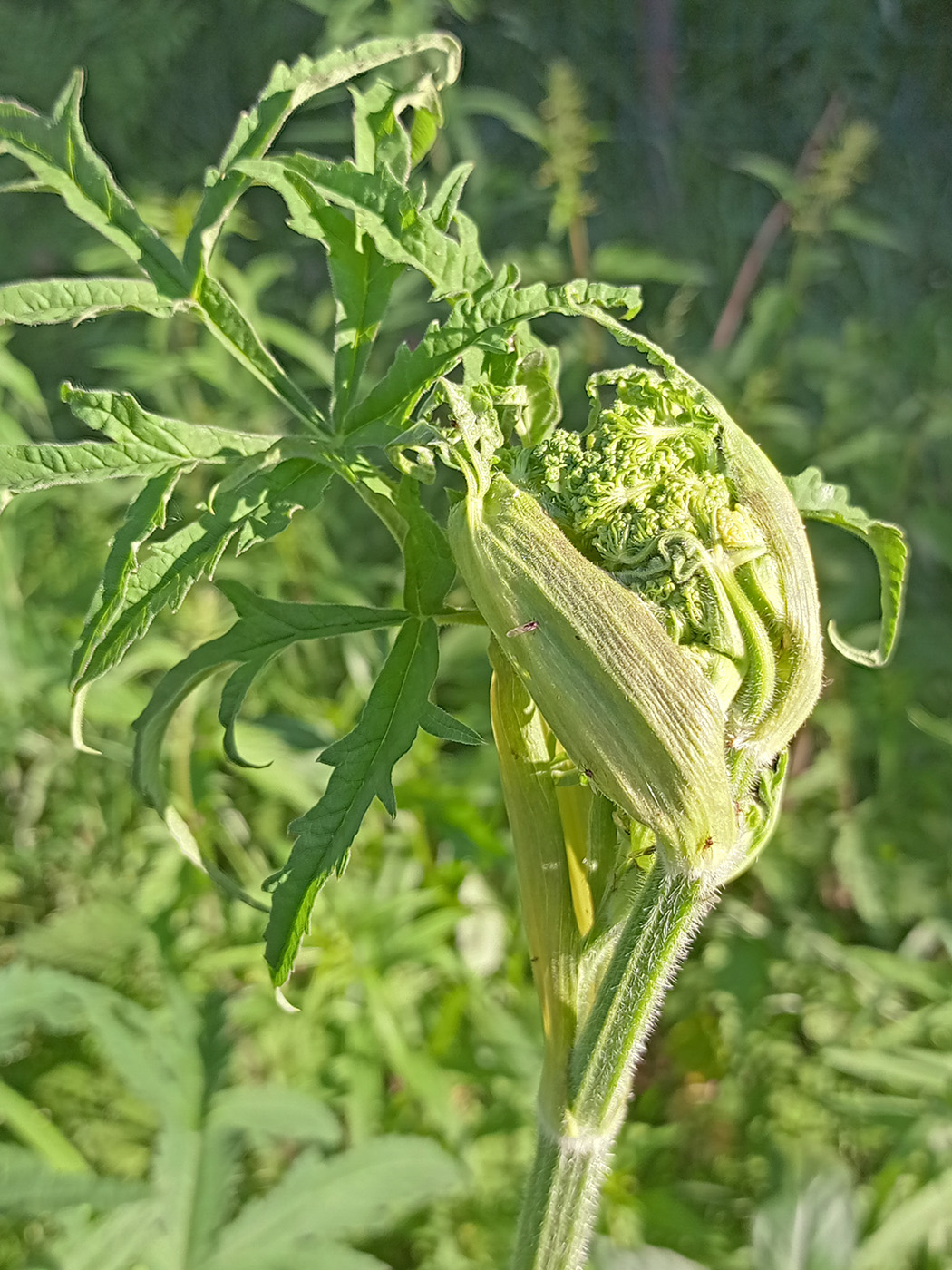 Изображение особи Heracleum sibiricum.