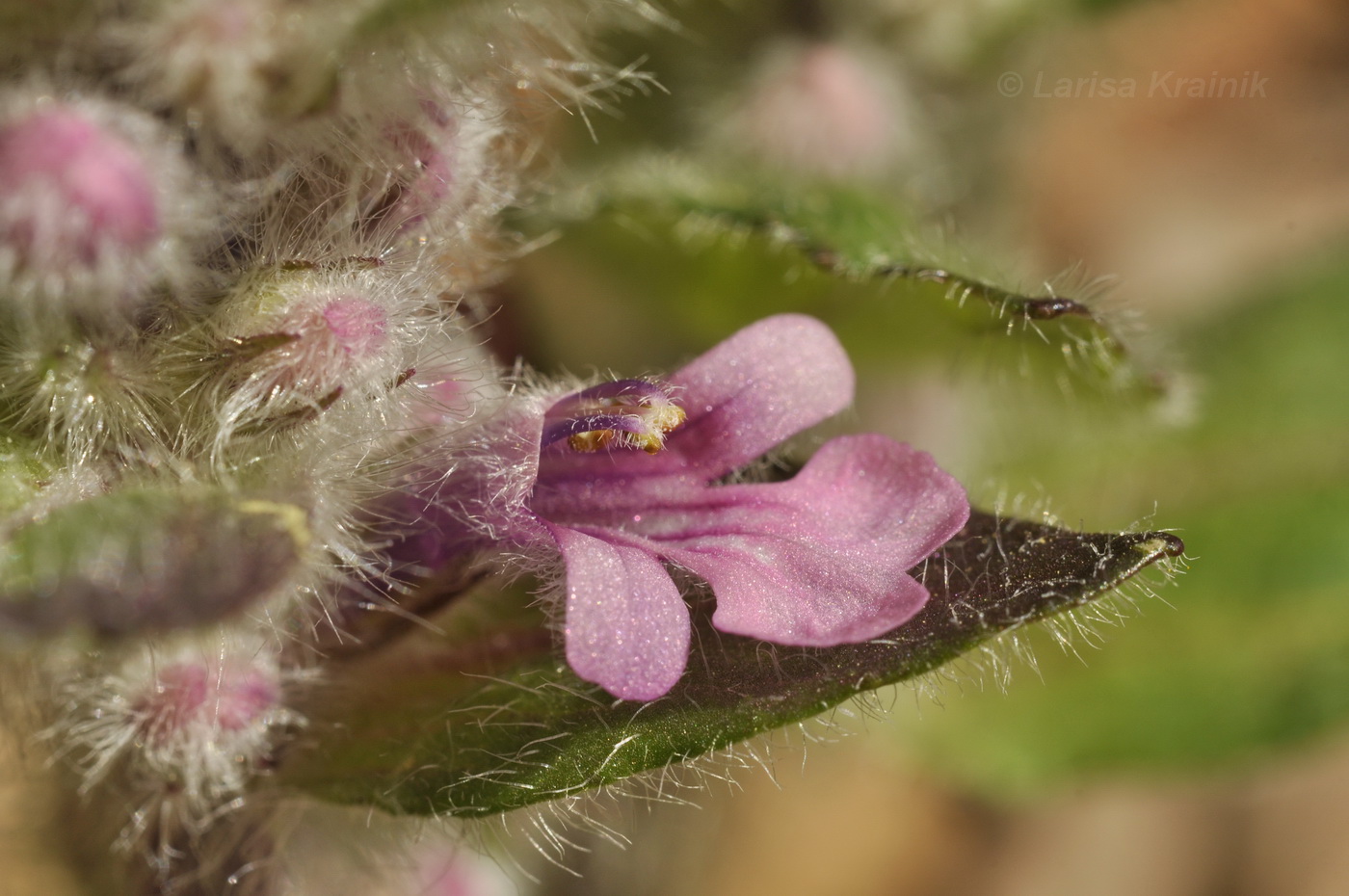 Image of Ajuga multiflora specimen.