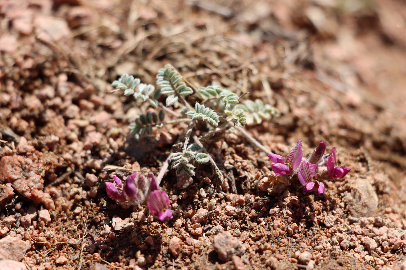 Image of Oxytropis jucunda specimen.