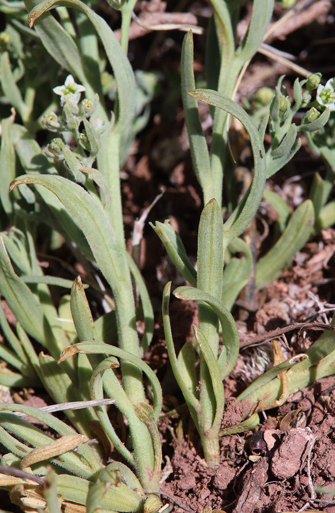 Image of genus Thesium specimen.